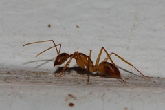 Camponotus maculatus