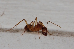 Camponotus maculatus