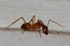 Camponotus maculatus