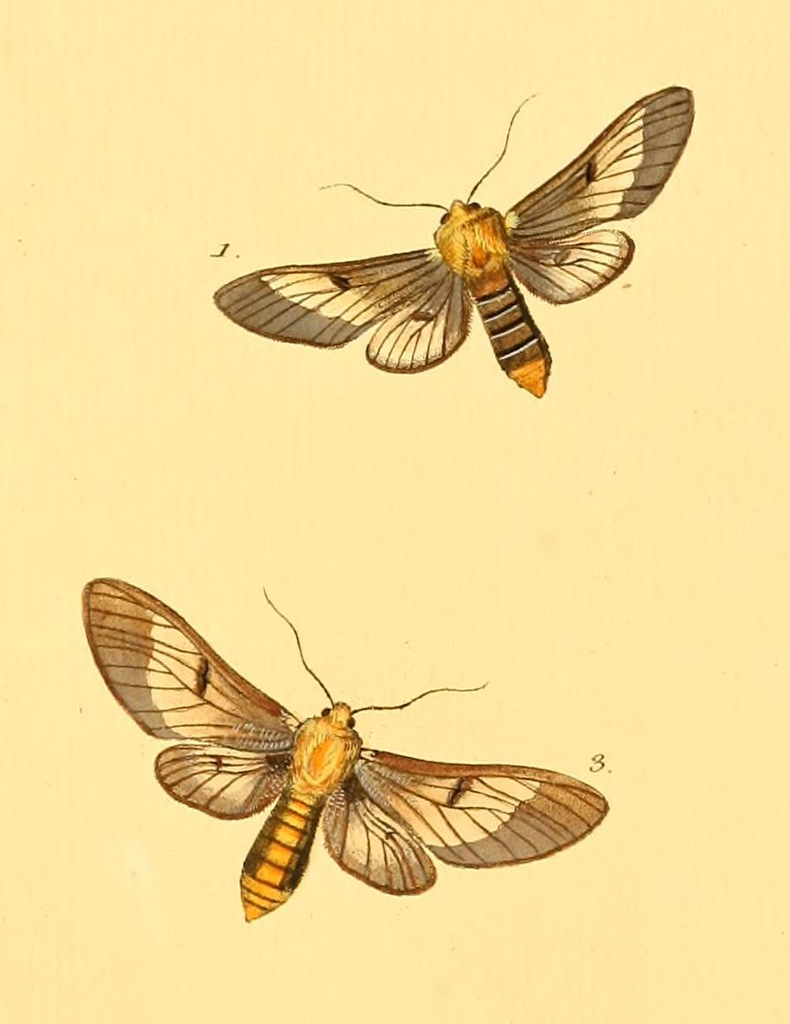 Disconeura lutosa frater