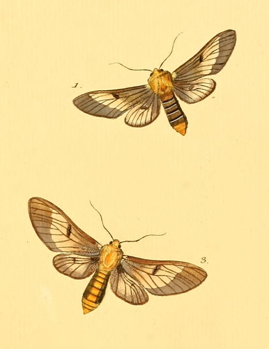 Disconeura lutosa frater