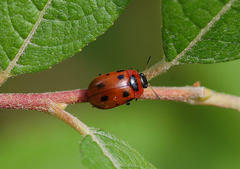 Gonioctena viminalis