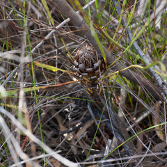 Protea angustata