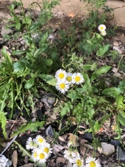 Erigeron philadelphicus