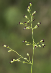 Dichanthelium leibergii
