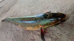 Channa pseudomarulius