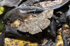 Anisoneura inermis