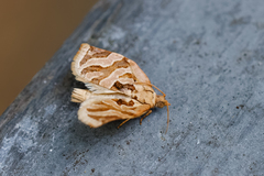 Adoxophyes privatana