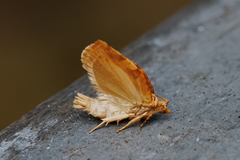 Adoxophyes privatana