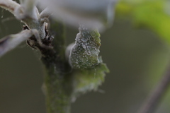 Podosphaera leucotricha