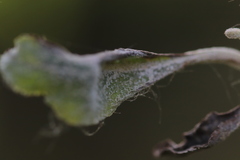 Podosphaera leucotricha