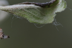 Podosphaera leucotricha