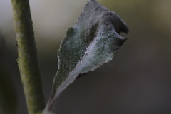 Podosphaera leucotricha