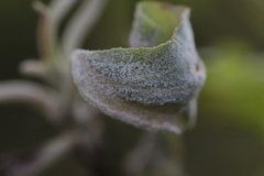 Podosphaera leucotricha