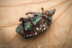 Protaetia niveoguttata