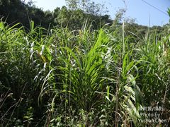 Miscanthus floridulus