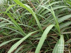 Miscanthus floridulus