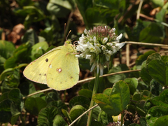 Colias poliographus
