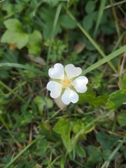 Potentilla sterilis