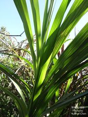 Miscanthus floridulus