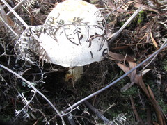 Austroboletus niveus