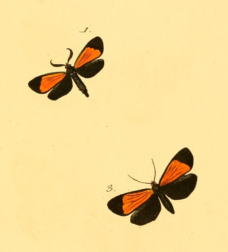 Scea auriflamma