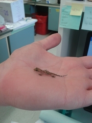 Hemidactylus turcicus