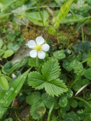 Potentilla sterilis
