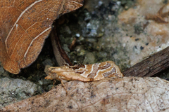 Adoxophyes privatana