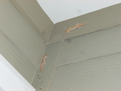 Hemidactylus turcicus