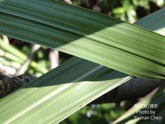 Miscanthus floridulus