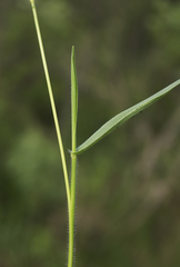 Dichanthelium leibergii
