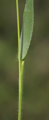 Dichanthelium leibergii