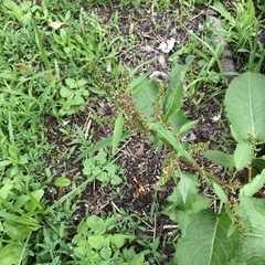 Rumex