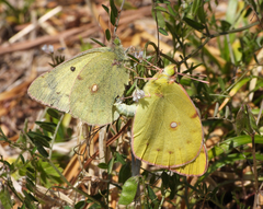 Colias poliographus