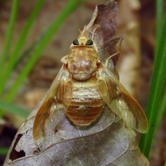 Goniops chrysocoma
