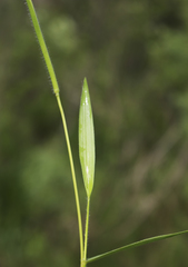 Dichanthelium leibergii