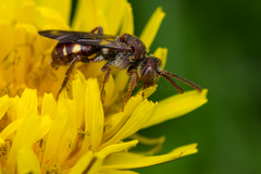 Nomada maculata