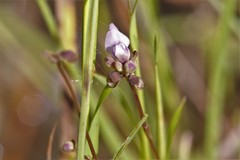 Utricularia caerulea