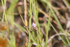 Utricularia caerulea