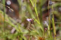 Utricularia caerulea