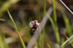 Utricularia caerulea