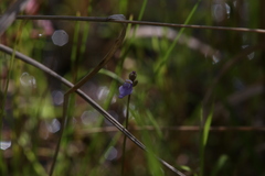 Utricularia caerulea