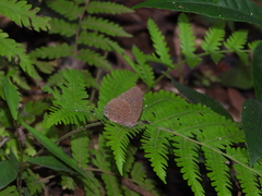 Arhopala democritus