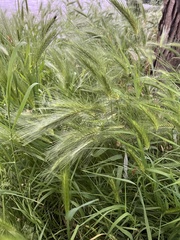 Hordeum
