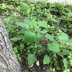 Chenopodium album
