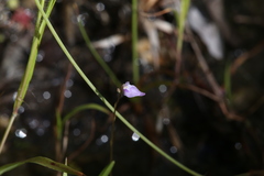 Utricularia caerulea