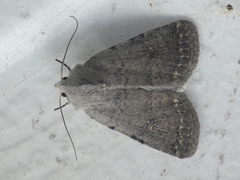 Caradrina flavirena