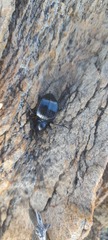 Moluris gibba