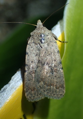 Caradrina selini